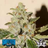 SinCity Seeds SinValley OG